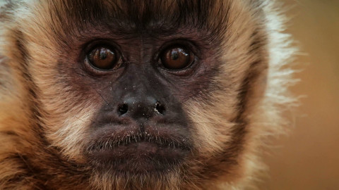 Zvířecí odysea - 3/5 Cesty jihoamerických primátů