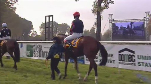 Jezdectví - Velká pardubická steeplechase