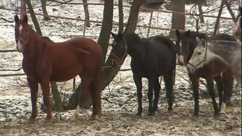 Přidej se - Suburbanizace