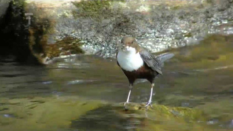 Živé srdce Evropy - Skorec vodní