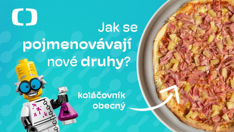 Vědecká kuchyně - Jak se pojmenovávají nové druhy?
