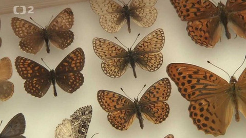 Chcete mě? - 3. září 2017