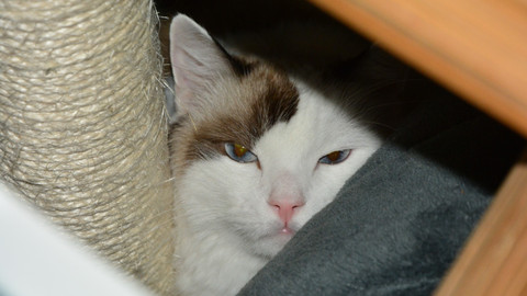 Kočka není pes - Svéhlavá Lazy a značkující Samík