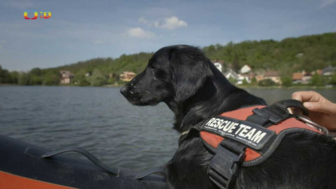 Zvířecí profesionálové - Pes, který zachraňuje tonoucí