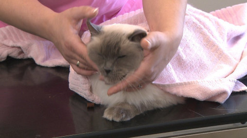 Chcete mě? - 12. ledna 2020