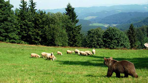 Méďové - Pásli ovce Valaši