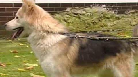 Chcete mě? - Chcete je?