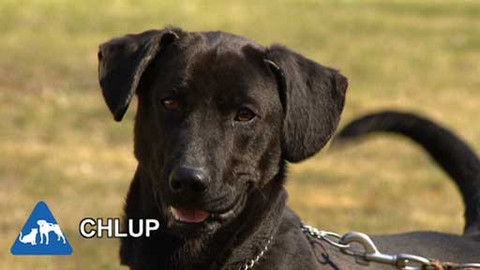 Chcete mě? - Chcete je?