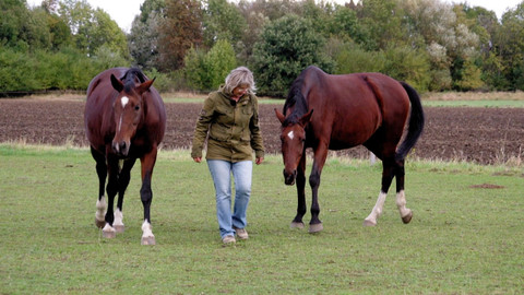 Co naše babičky uměly a na co my jsme zapomněli - Koňská medicína