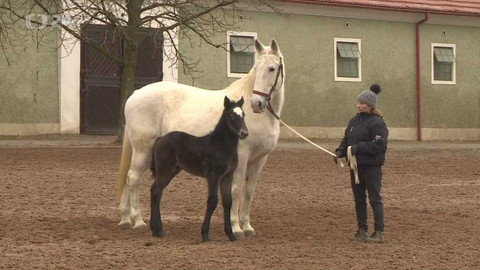 Regiony ČT24 - 5. února 2022