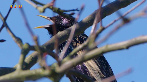 Frnk z hnízda - Epizoda 3/13