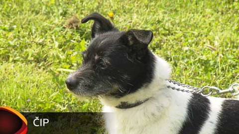 Chcete mě? - Chcete je?