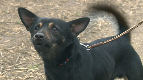 Chcete mě? - Chcete je?