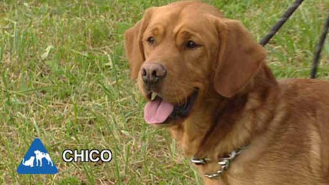 Chcete mě? - Chcete je?