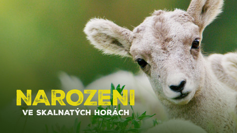 Narozeni ve Skalnatých horách