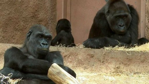 Gorilí povídání - 7/13 O přímorožcích