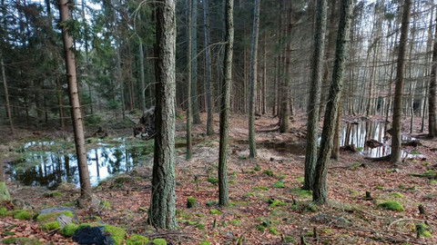 Test iV - Test iV 2025