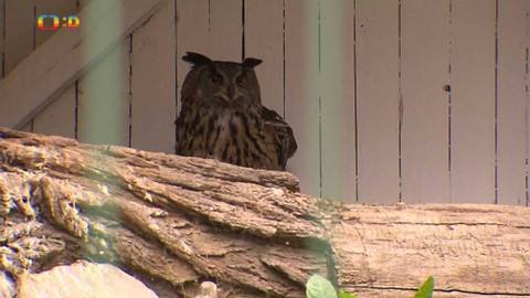 Zprávičky - 26. května 2020