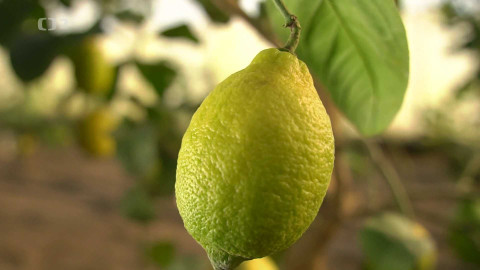 Kvarteto - Evropa dnes - kvarteto