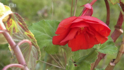 Hobby naší doby - 20. června 2020