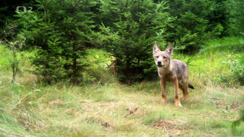 Nedej se! - O vlcích, ovcích a lidech