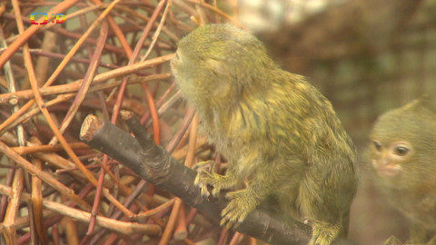 Zprávičky - 27. dubna 2024