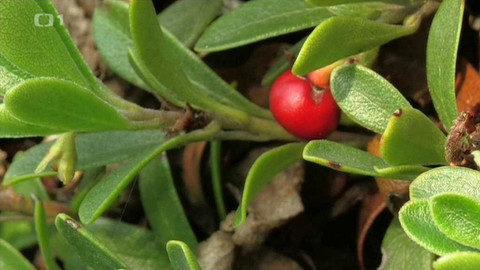 Živé srdce Evropy - Medvědice lékařská