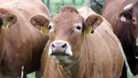 Nedej se! - Žeru maso?