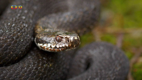 Terčin zvířecí svět - 13. března