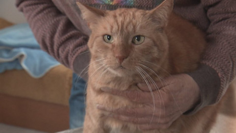 Chcete mě? - Chcete je?