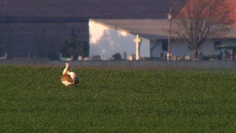 Nedej se! - Proč emigroval pták?