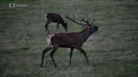 Minuty z přírody - Jelen evropský