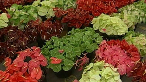 Objektiv - 22. února 2004