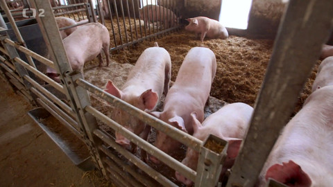 Cestou za chutěmi - Vepřové maso