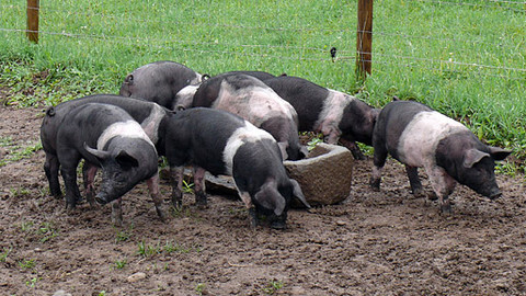 Malá farma - Veselá prasátka