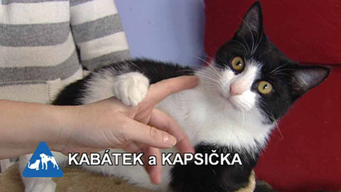 Chcete mě? - Chcete je?