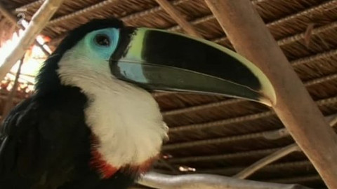 Přidej se - Brazílie VI.