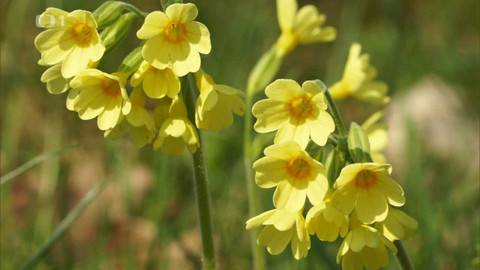 Kouzelné bylinky - První jarní bylinky