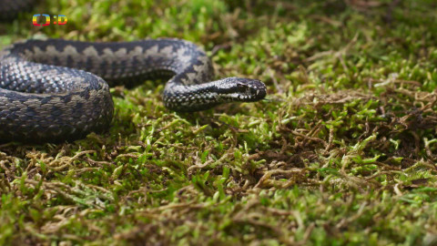 V divočině, tam to žije - Epizoda 19/40