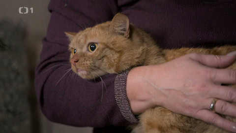 Kočka není pes - Hendikepovaný Ríša a nepřátelská Vločka