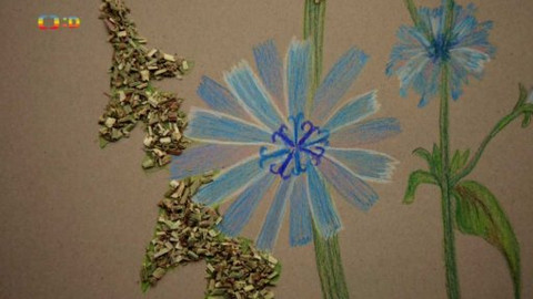 Živý svět: Kvítí - Čekanka