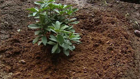 Dobrá rada nad zlato - 25. června 2006