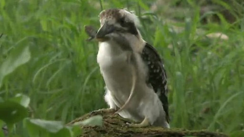 Hvězdy zvířecí říše - 17/32 Nejuchechtanější z ptáků