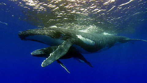 Obdivuhodný svět přírody - Vorvani