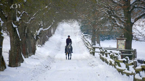 Co naše babičky uměly a na co my jsme zapomněli - Sněžní lipicáni