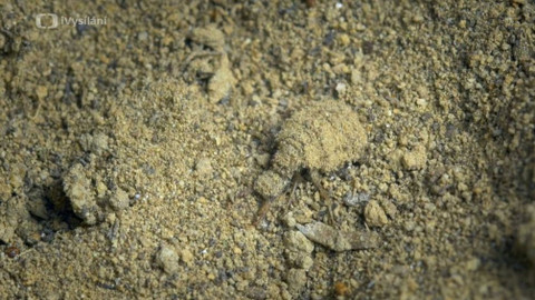 Minuty z přírody - Mravkolev