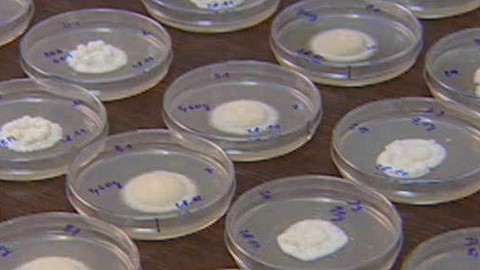 Přidej se - Kůrovec a ekologické metody likvidace