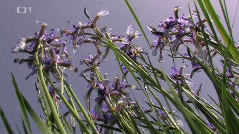 Živé srdce Evropy - Kosatec sibiřský