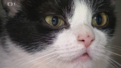 Z metropole - 25. ledna