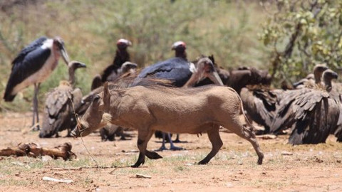 60 zvířecích zabijáků - Epizoda 1/6